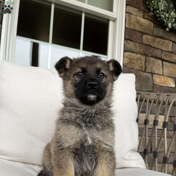 Paris, German Shepherd Puppy