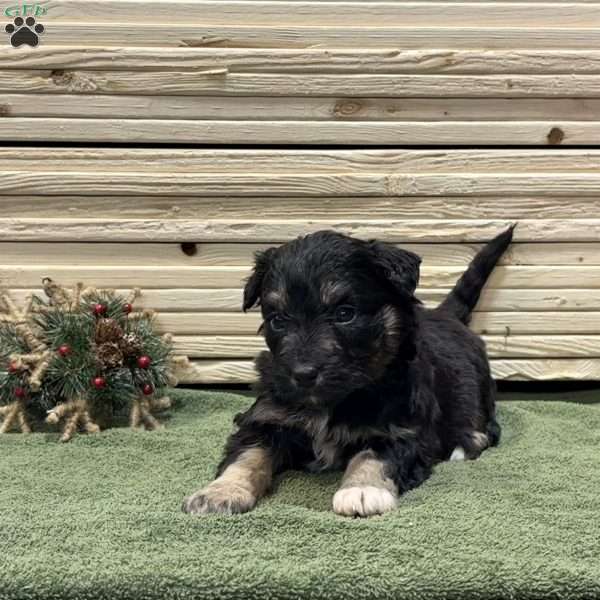 Bear, Borderdoodle Puppy