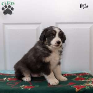 Miles, Australian Shepherd Puppy