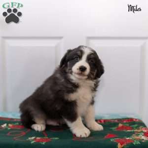 Miles, Australian Shepherd Puppy