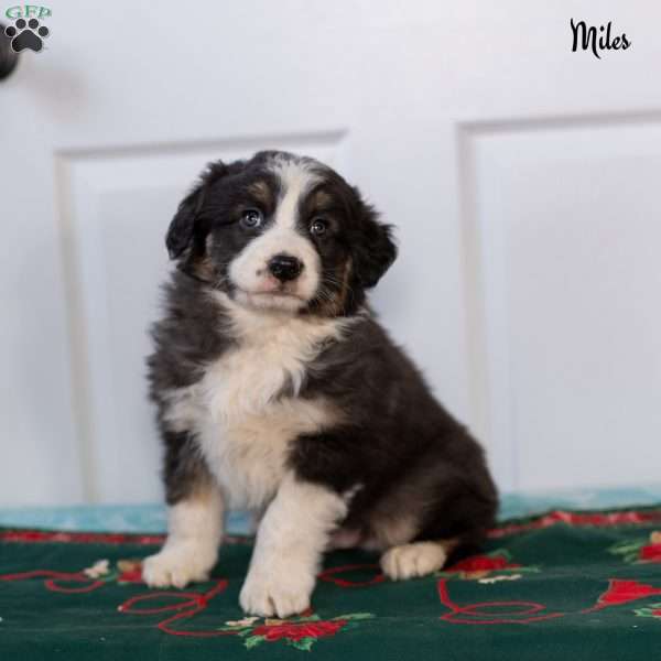 Miles, Australian Shepherd Puppy