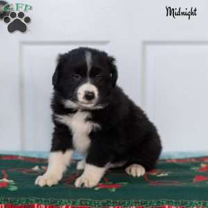 Midnight, Australian Shepherd Puppy