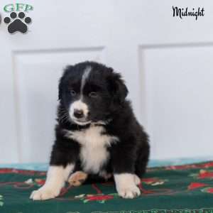 Midnight, Australian Shepherd Puppy