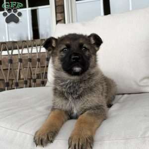 Paris, German Shepherd Puppy