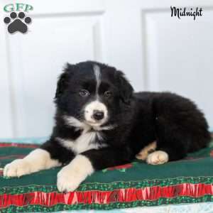 Midnight, Australian Shepherd Puppy