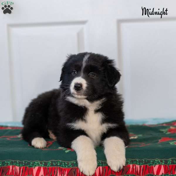 Midnight, Australian Shepherd Puppy