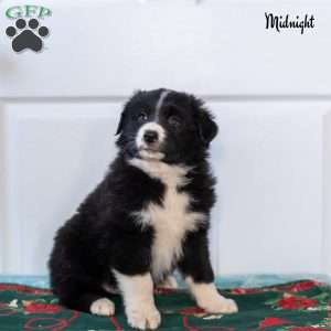 Midnight, Australian Shepherd Puppy
