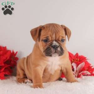 Twinkle, English Bulldog Puppy