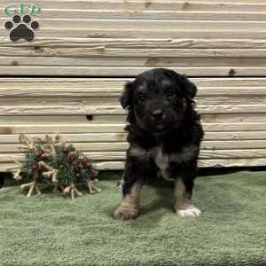 Bear, Borderdoodle Puppy