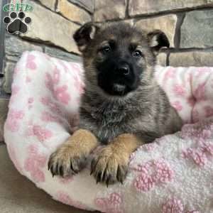 Paris, German Shepherd Puppy