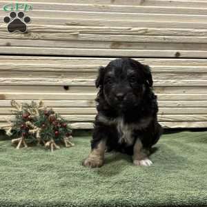 Bear, Borderdoodle Puppy