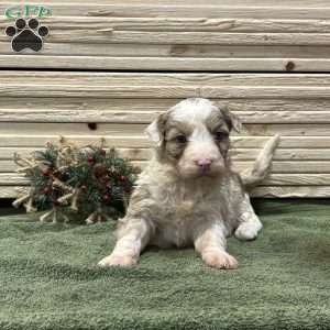 Trixie, Borderdoodle Puppy