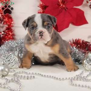 T Bone, English Bulldog Mix Puppy