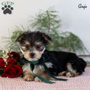 Angie, Morkie / Yorktese Puppy