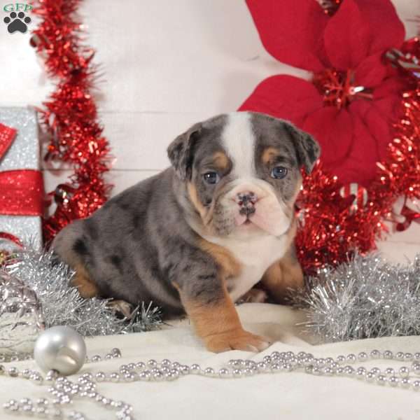 T Bone, English Bulldog Mix Puppy