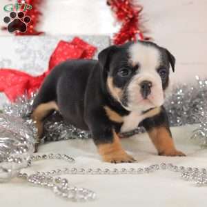 Meatball, English Bulldog Mix Puppy