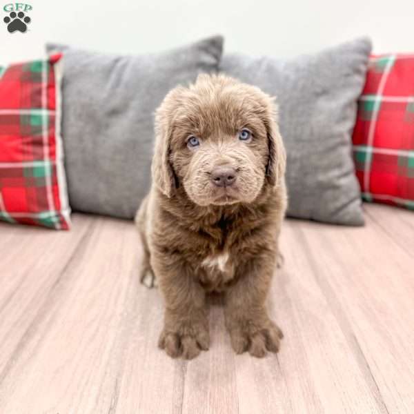 Mia, Newfoundland Puppy