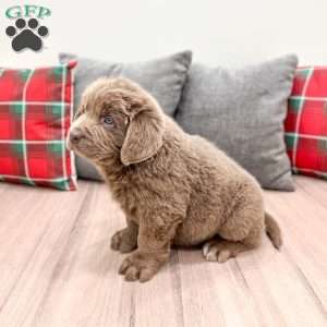 Mia, Newfoundland Puppy