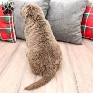 Mia, Newfoundland Puppy