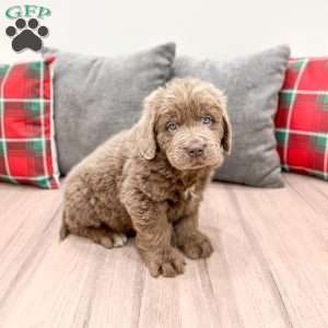 Mia, Newfoundland Puppy