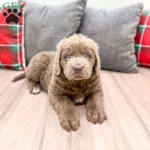Mia, Newfoundland Puppy