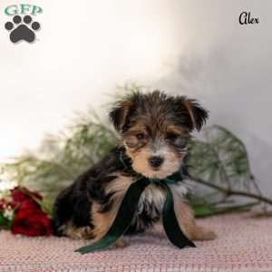 Alex, Morkie / Yorktese Puppy
