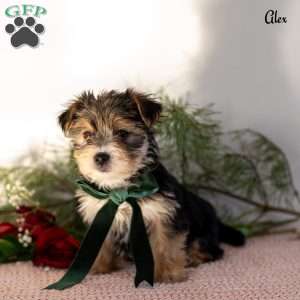 Alex, Morkie / Yorktese Puppy