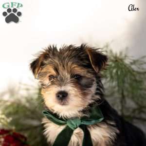 Alex, Morkie / Yorktese Puppy