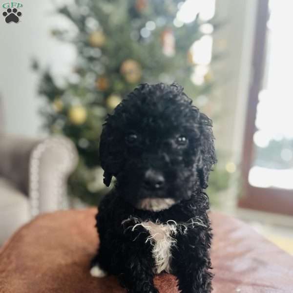 Bo, Portuguese Water Dog Mix Puppy