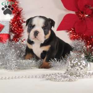 Meatball, English Bulldog Mix Puppy