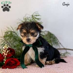 Angie, Morkie / Yorktese Puppy