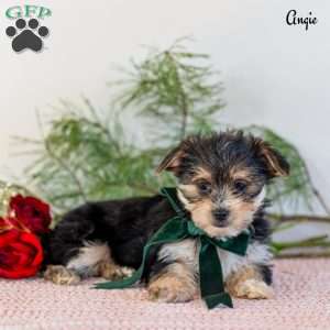 Angie, Morkie / Yorktese Puppy