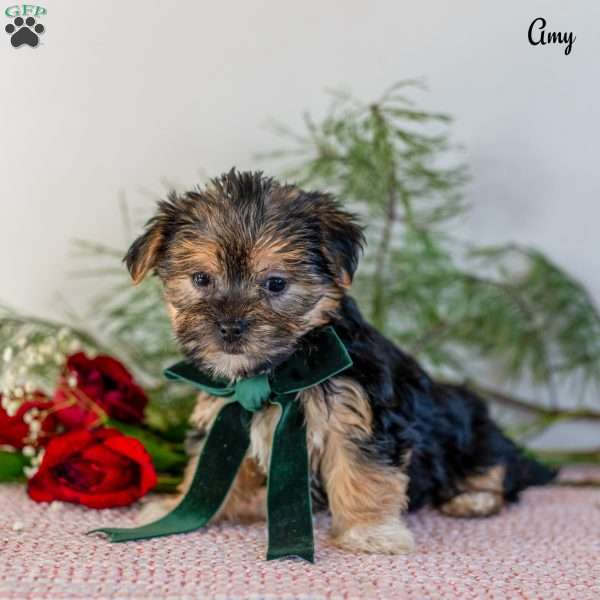 Amy, Morkie / Yorktese Puppy