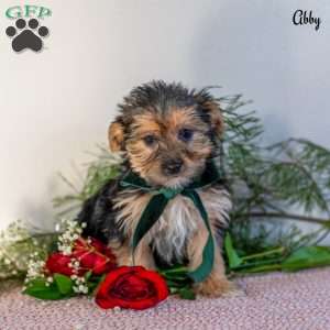 Abby, Morkie / Yorktese Puppy