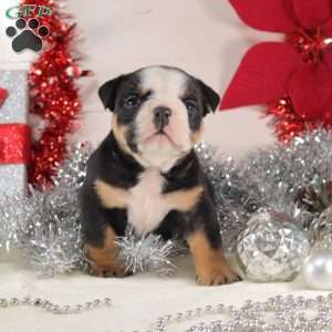 Meatball, English Bulldog Mix Puppy