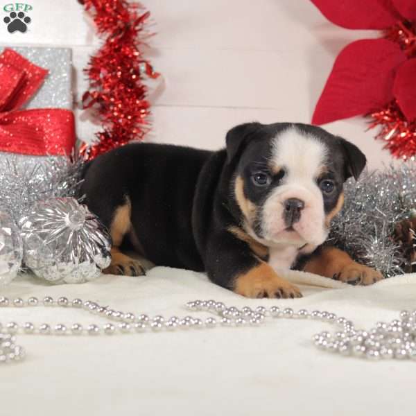 Meatball, English Bulldog Mix Puppy