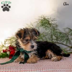 Alex, Morkie / Yorktese Puppy