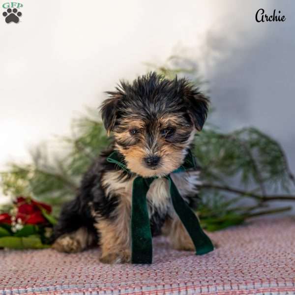Archie, Morkie / Yorktese Puppy