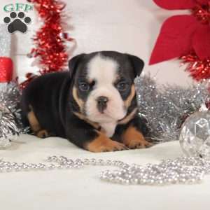 Meatball, English Bulldog Mix Puppy