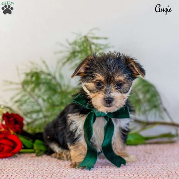 Angie, Morkie / Yorktese Puppy