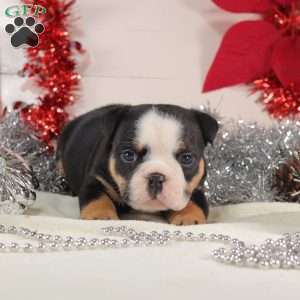 Meatball, English Bulldog Mix Puppy
