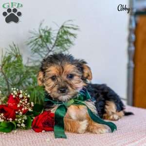 Abby, Morkie / Yorktese Puppy