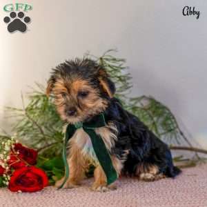 Abby, Morkie / Yorktese Puppy