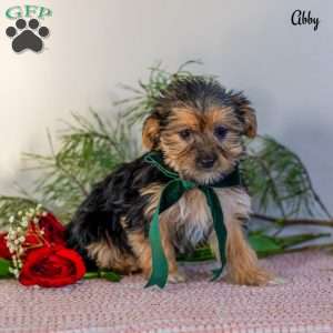Abby, Morkie / Yorktese Puppy