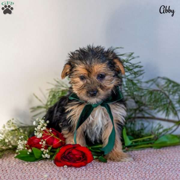 Abby, Morkie / Yorktese Puppy