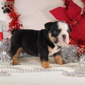 Meatball, English Bulldog Mix Puppy