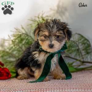 Asher, Morkie / Yorktese Puppy