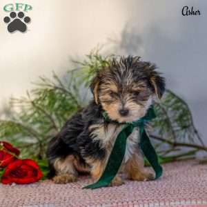 Asher, Morkie / Yorktese Puppy