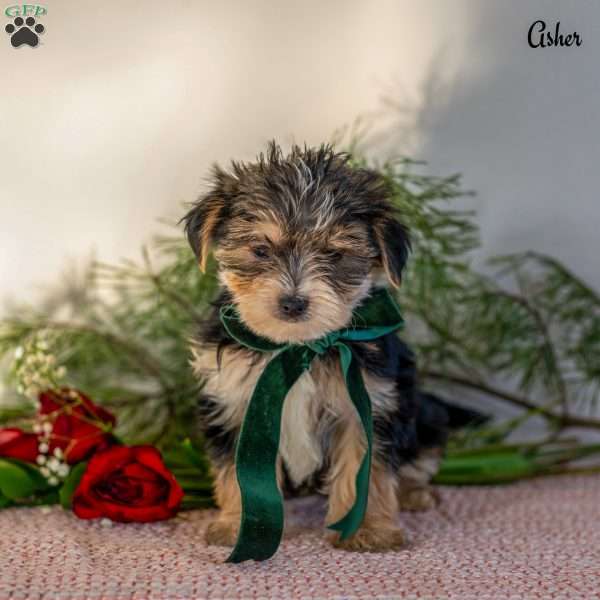 Asher, Morkie / Yorktese Puppy
