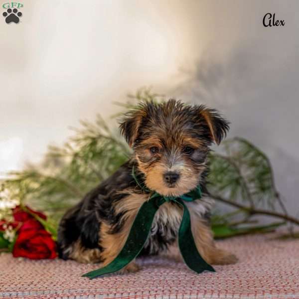 Alex, Morkie / Yorktese Puppy
